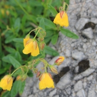 (56/203): Wycieczka na Velky Rozsutec 15.06.2014r.