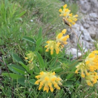 (66/203): Wycieczka na Velky Rozsutec 15.06.2014r.