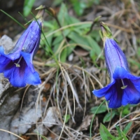 (69/203): Wycieczka na Velky Rozsutec 15.06.2014r.