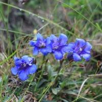 (70/203): Wycieczka na Velky Rozsutec 15.06.2014r.