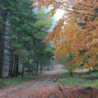 (8/64): Wycieczka w Beskid ywiecki 18.10.2015r.