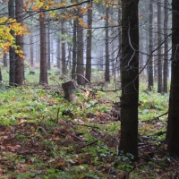 (9/64): Wycieczka w Beskid ywiecki 18.10.2015r.