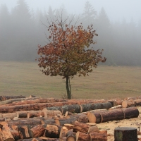 (13/64): Wycieczka w Beskid ywiecki 18.10.2015r.