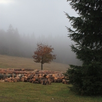 (16/64): Wycieczka w Beskid ywiecki 18.10.2015r.