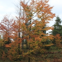 (20/64): Wycieczka w Beskid ywiecki 18.10.2015r.