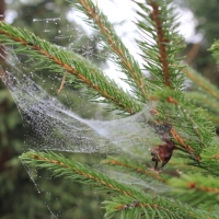 (25/64): Wycieczka w Beskid ywiecki 18.10.2015r.