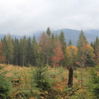 (28/64): Wycieczka w Beskid ywiecki 18.10.2015r.