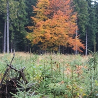 (29/64): Wycieczka w Beskid ywiecki 18.10.2015r.