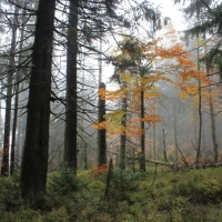 (43/64): Wycieczka w Beskid ywiecki 18.10.2015r.