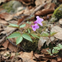 (55/112): Wycieczka w Pieniny - Wysoka - 26.04.2015r.