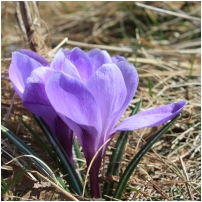 (31/63): Rycerka - Przegibek - Bendoszka Wielka - Przegibek - Rycerka 30.03.2014r.